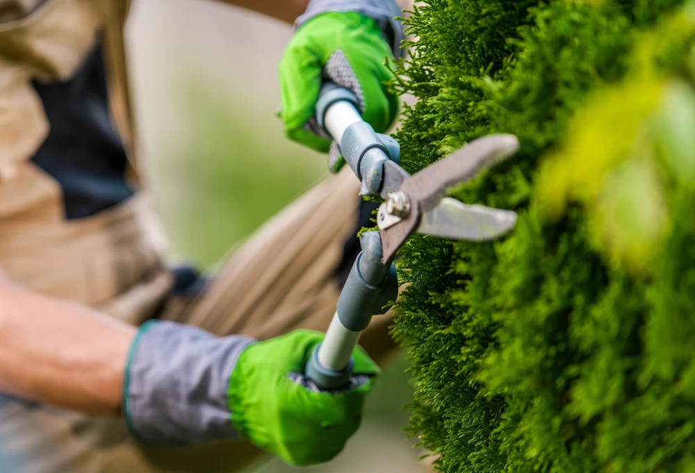 Jardinier professionnel taillant une haie avec un taille-haie électrique dans un jardin ensoleillé